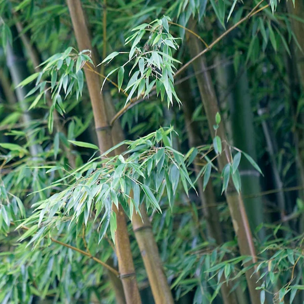 The Difference Between Moso Bamboo And Other Species