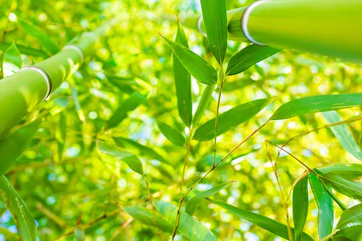 How to grow Bamboo from seeds