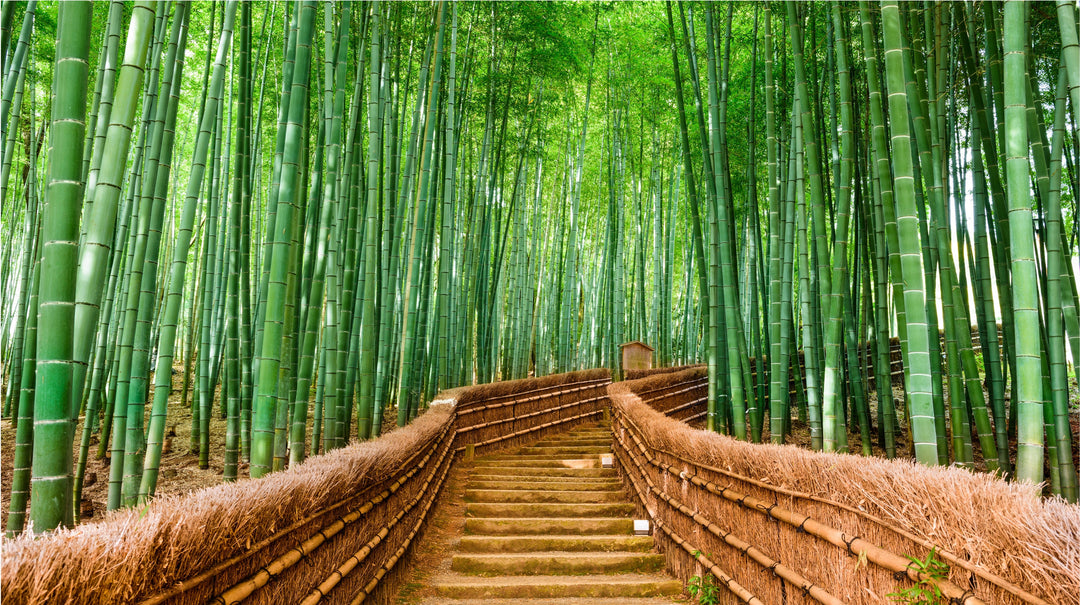 Bamboo forest — the environmental case for bamboo