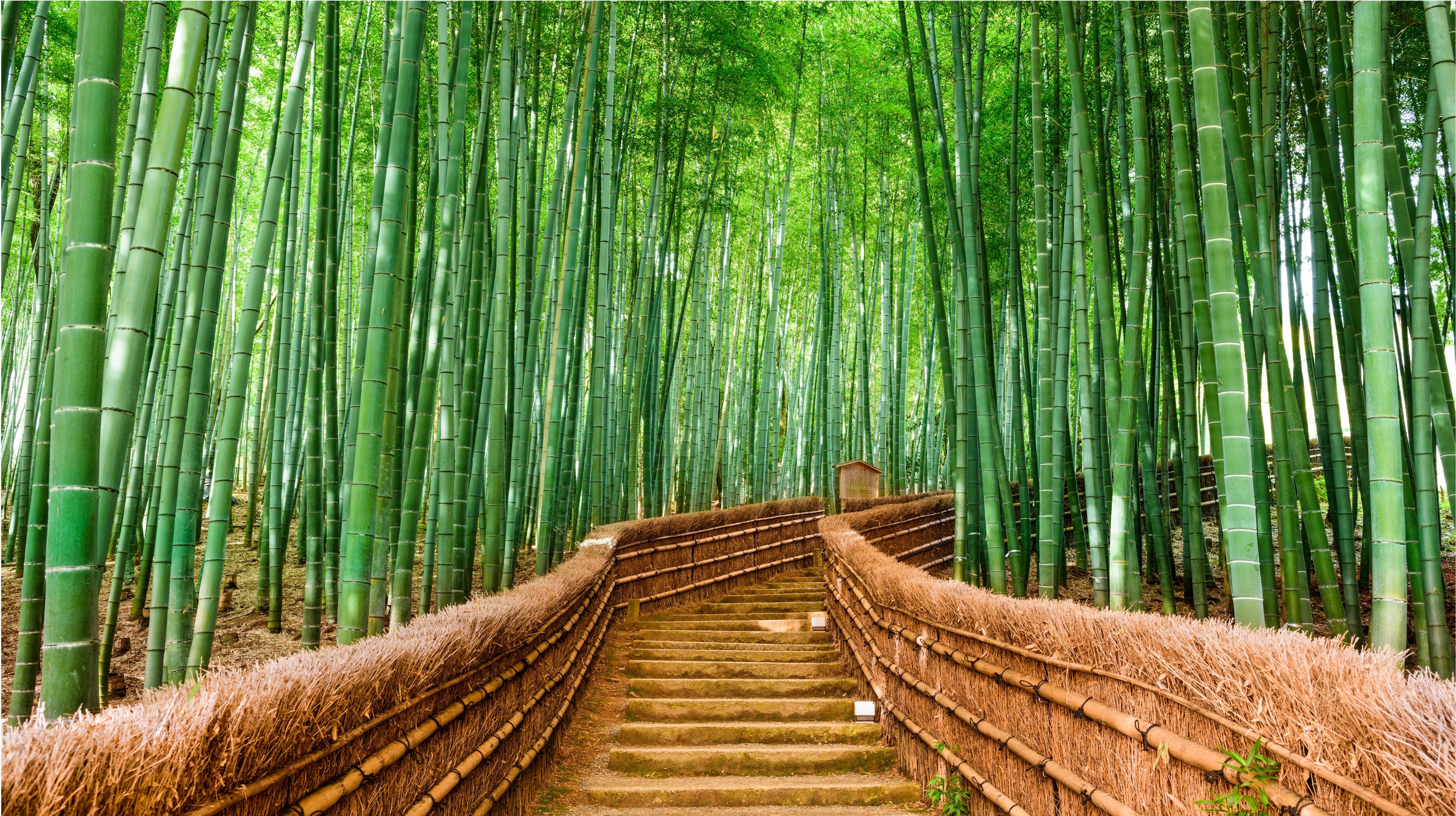 Bamboo forest — the environmental case for bamboo