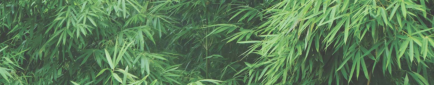 Bamboo Trees Background